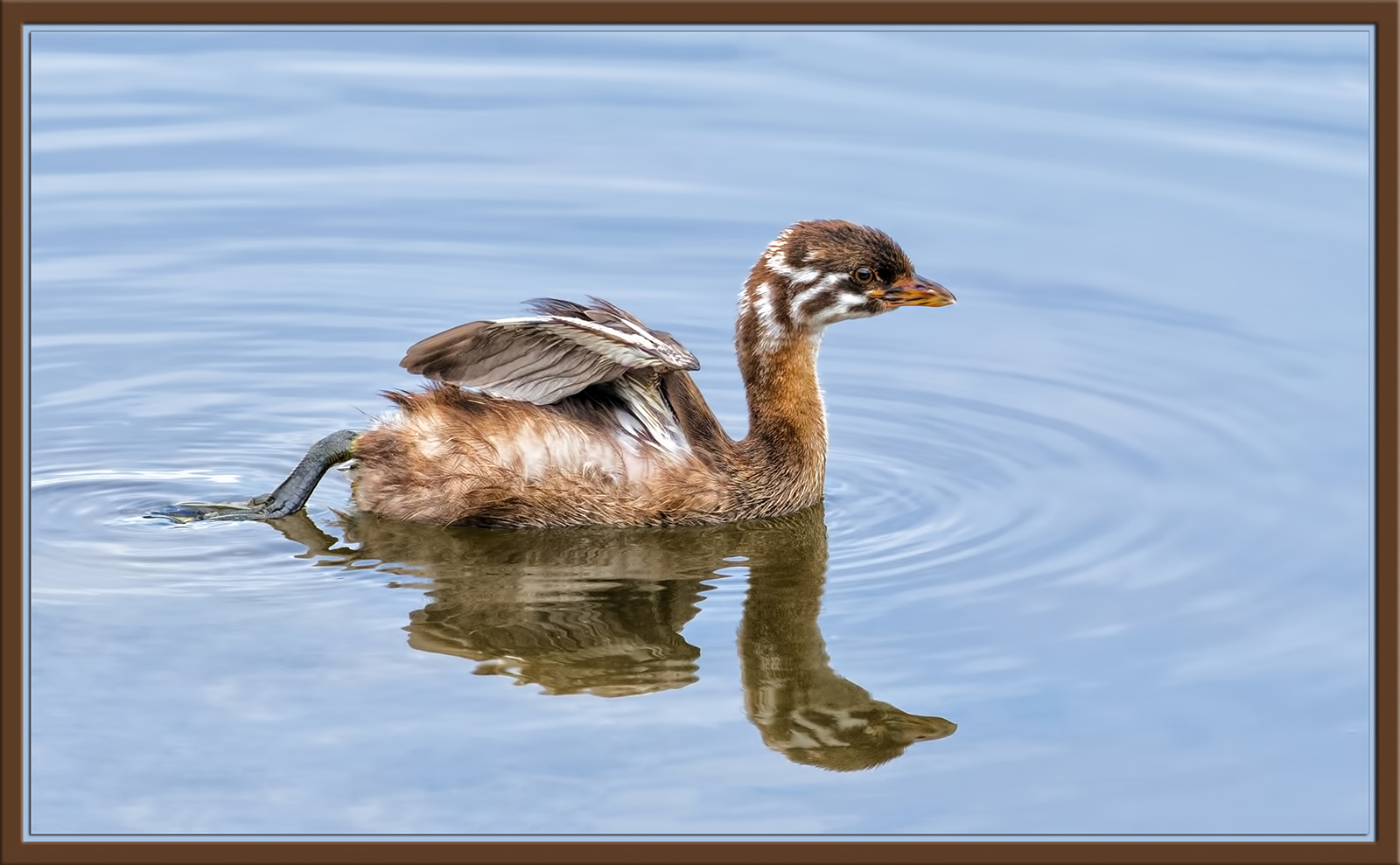 Grebe Juvie