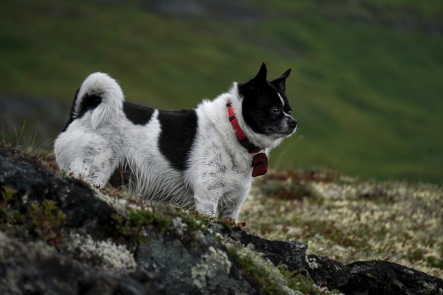 Jake on Watch