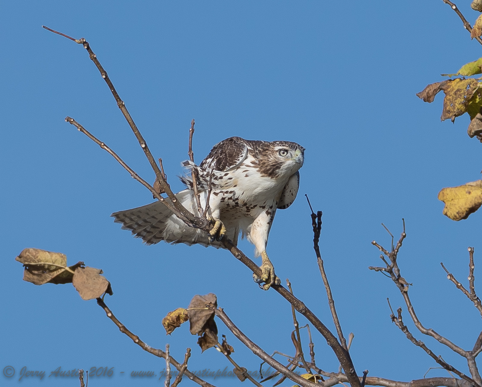 Texas Red-Tailed Hawk 4