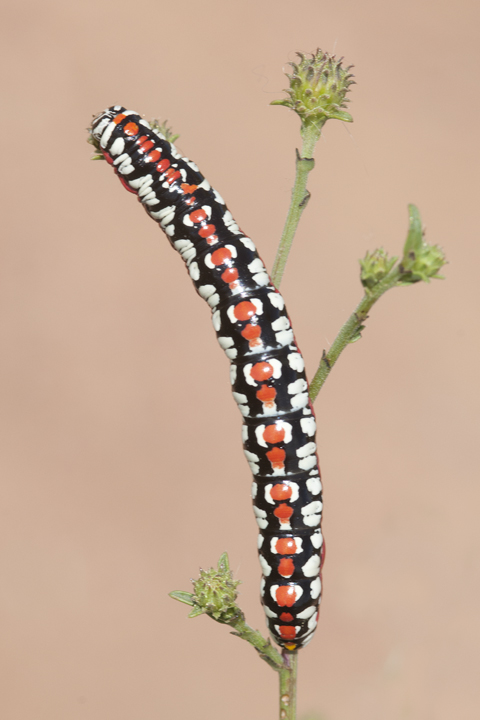 Moth Larva