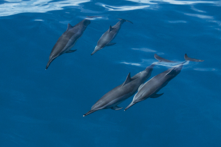 Spinner Dolphins