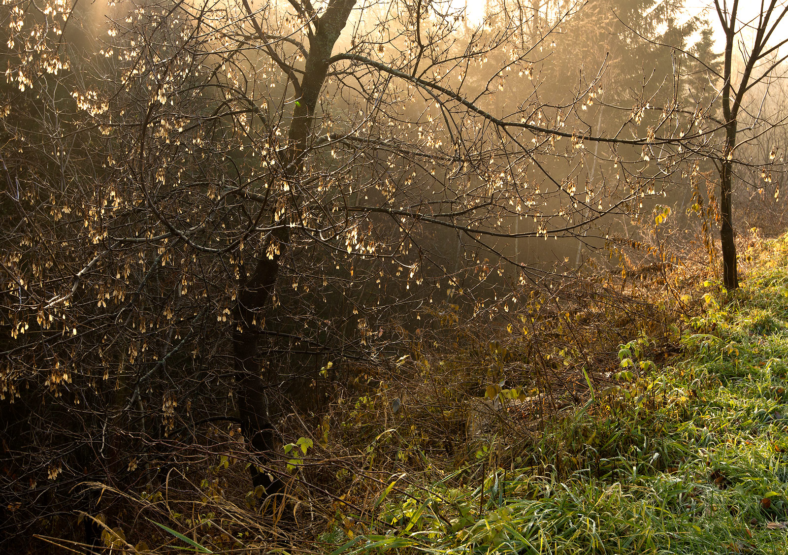 November  light