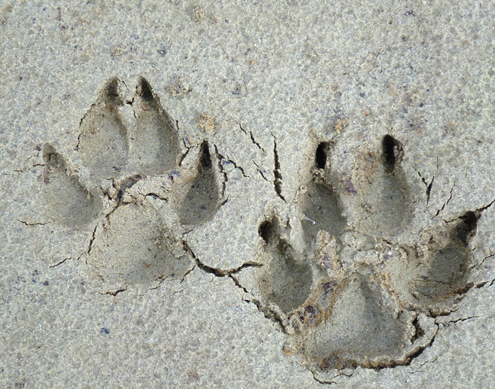 Coyote Foot Prints
