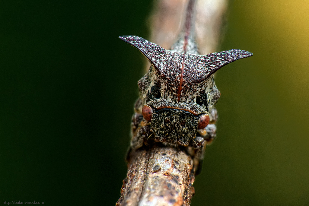 Tree Hopper