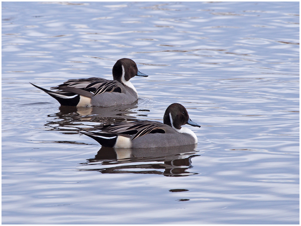 Northern Pintails