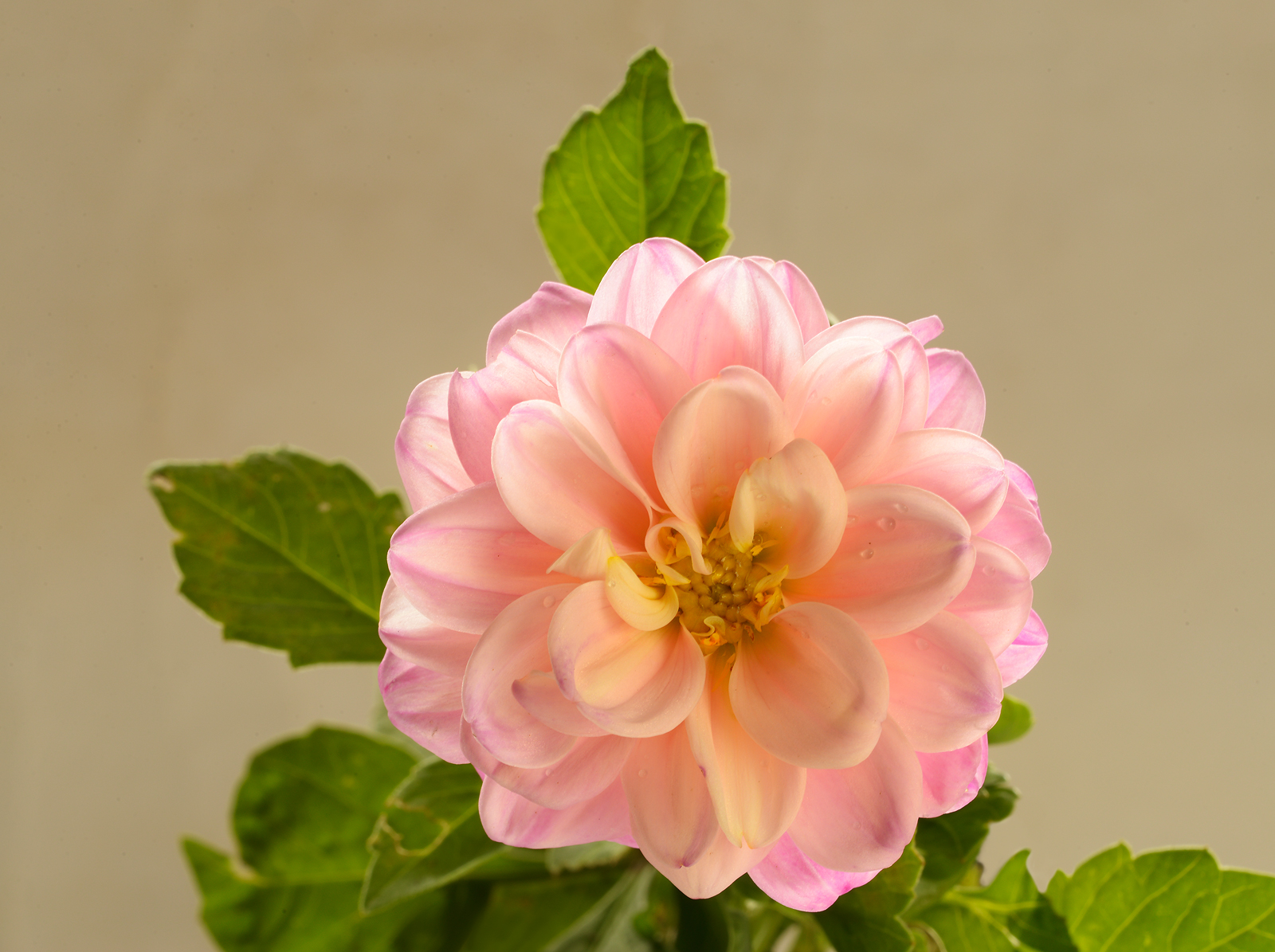October  Dahlia