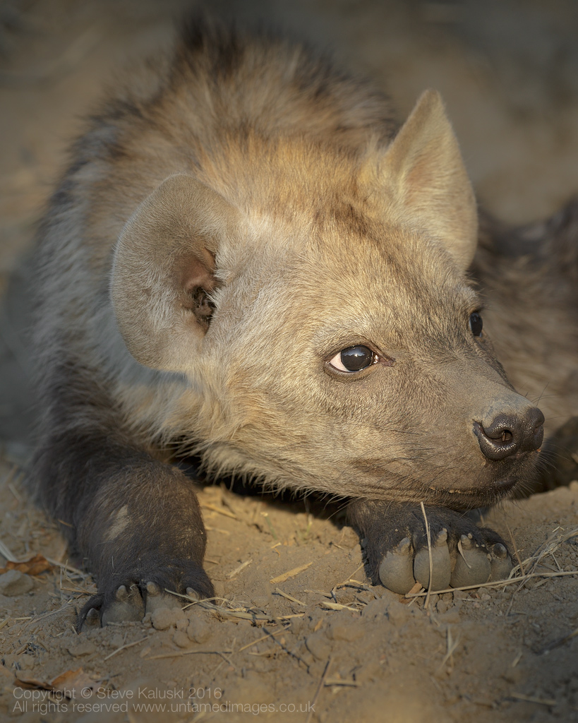 Hyena pup