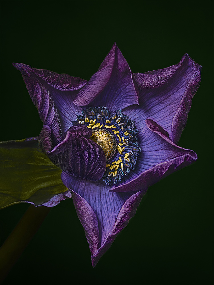 The awakening