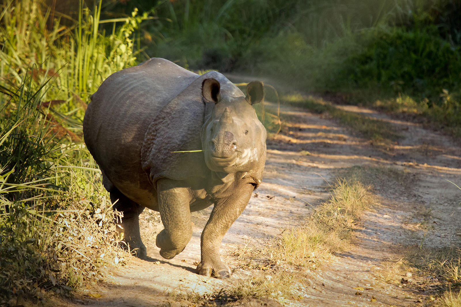 Dancing rhino