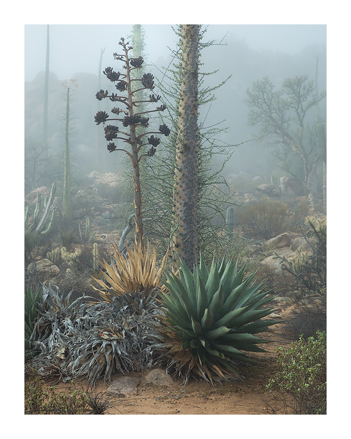 Desert Vagaries 