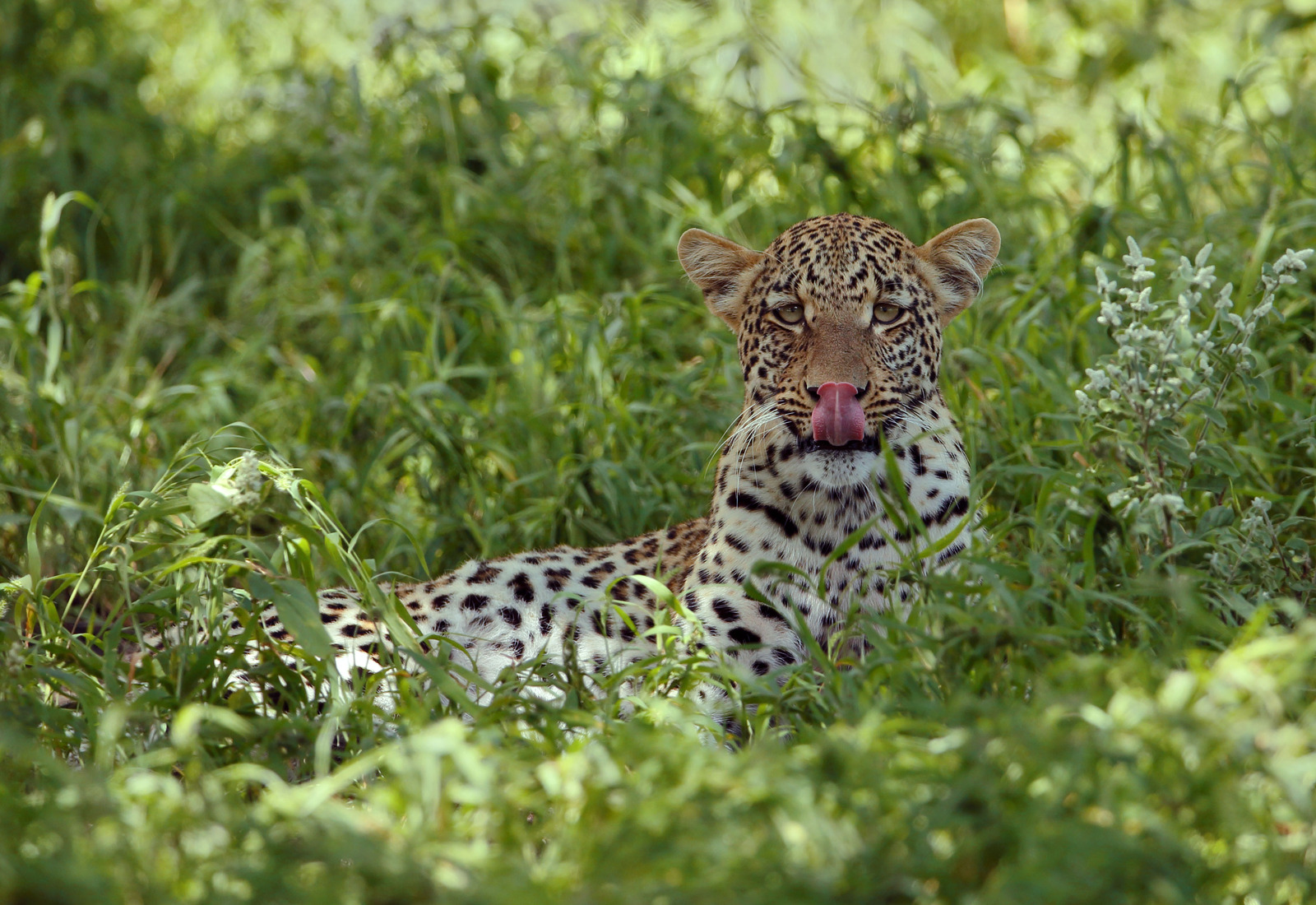 Young Leopard
