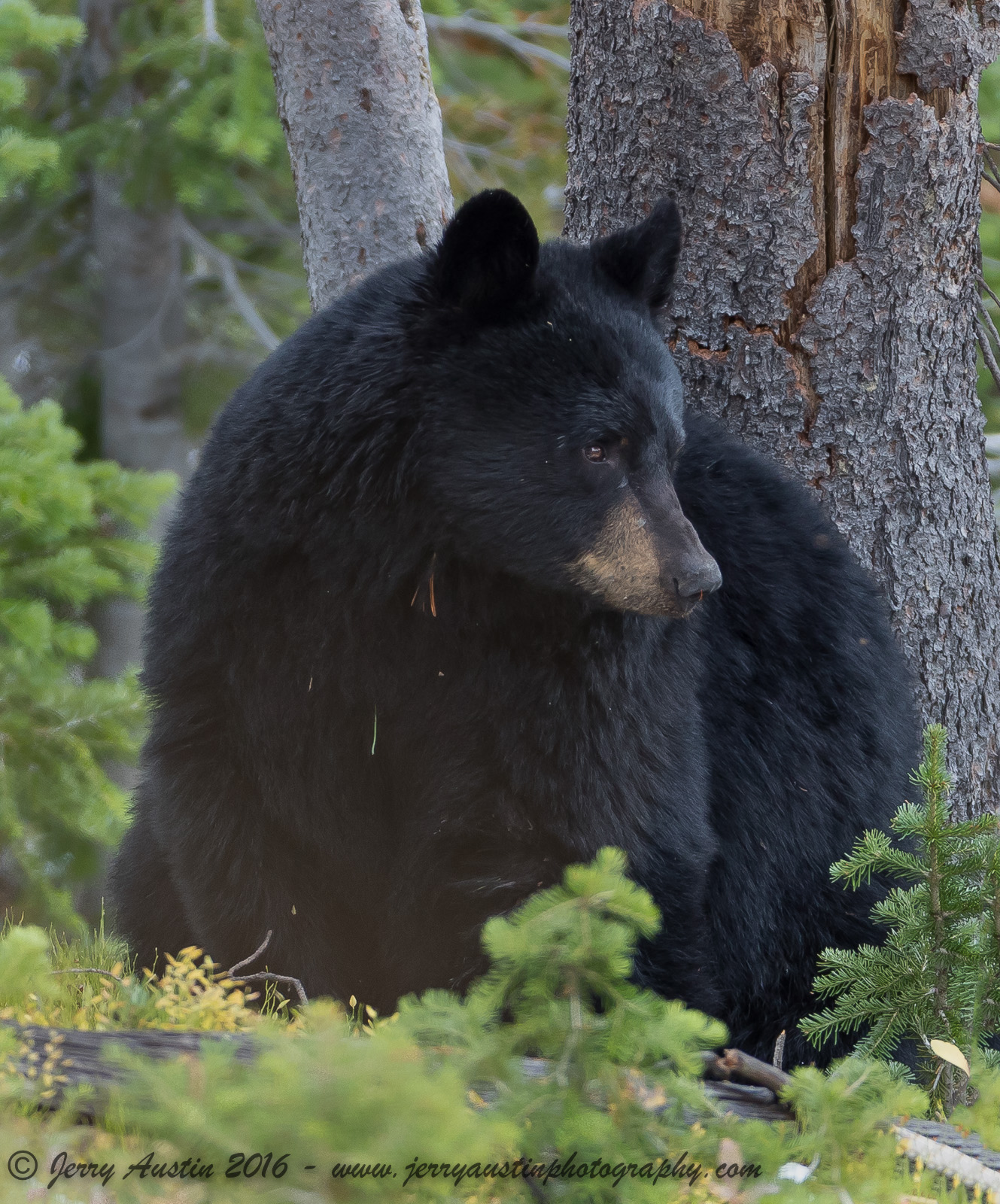 Yellowstone Black Bear 2