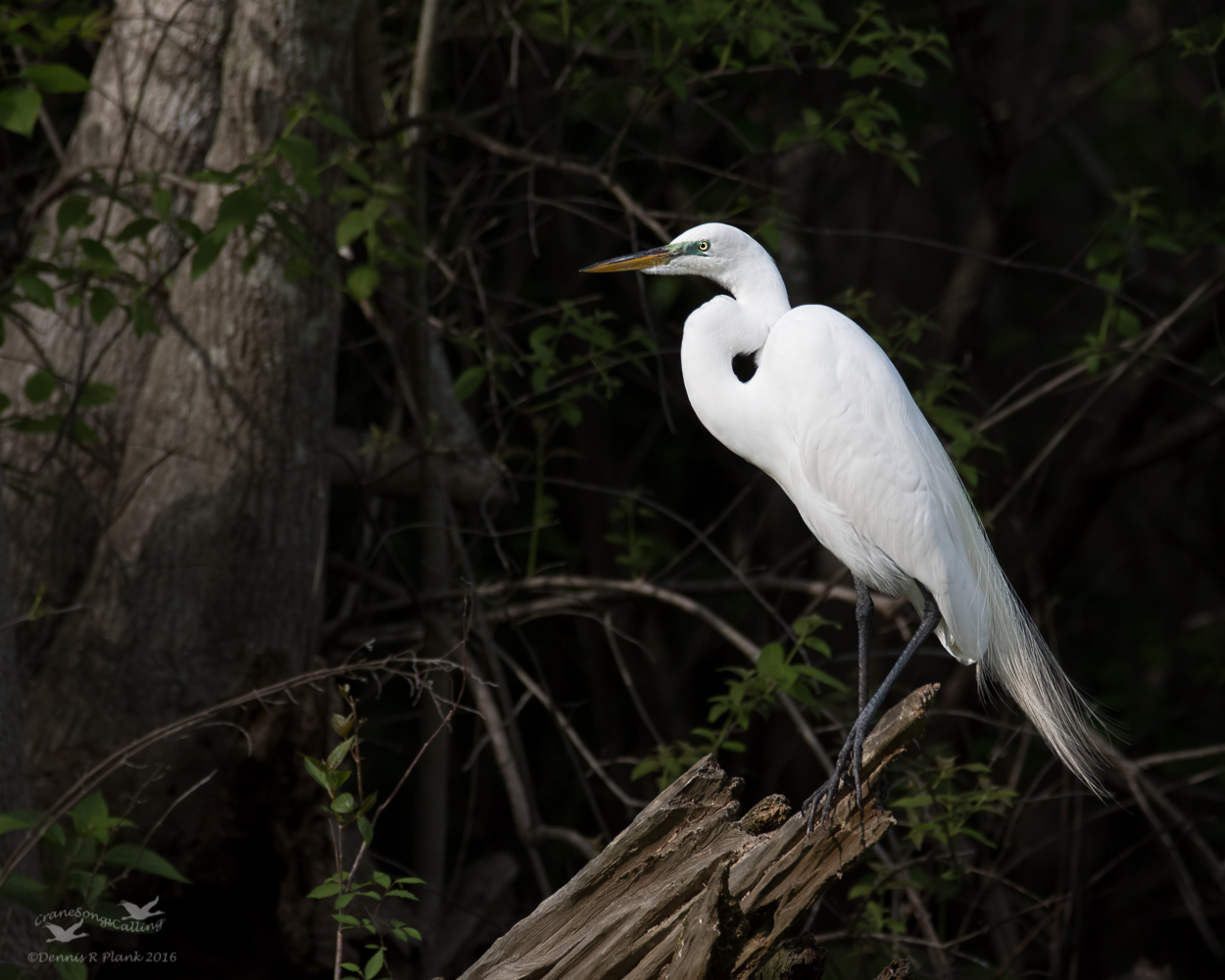 Great Egret & Repost