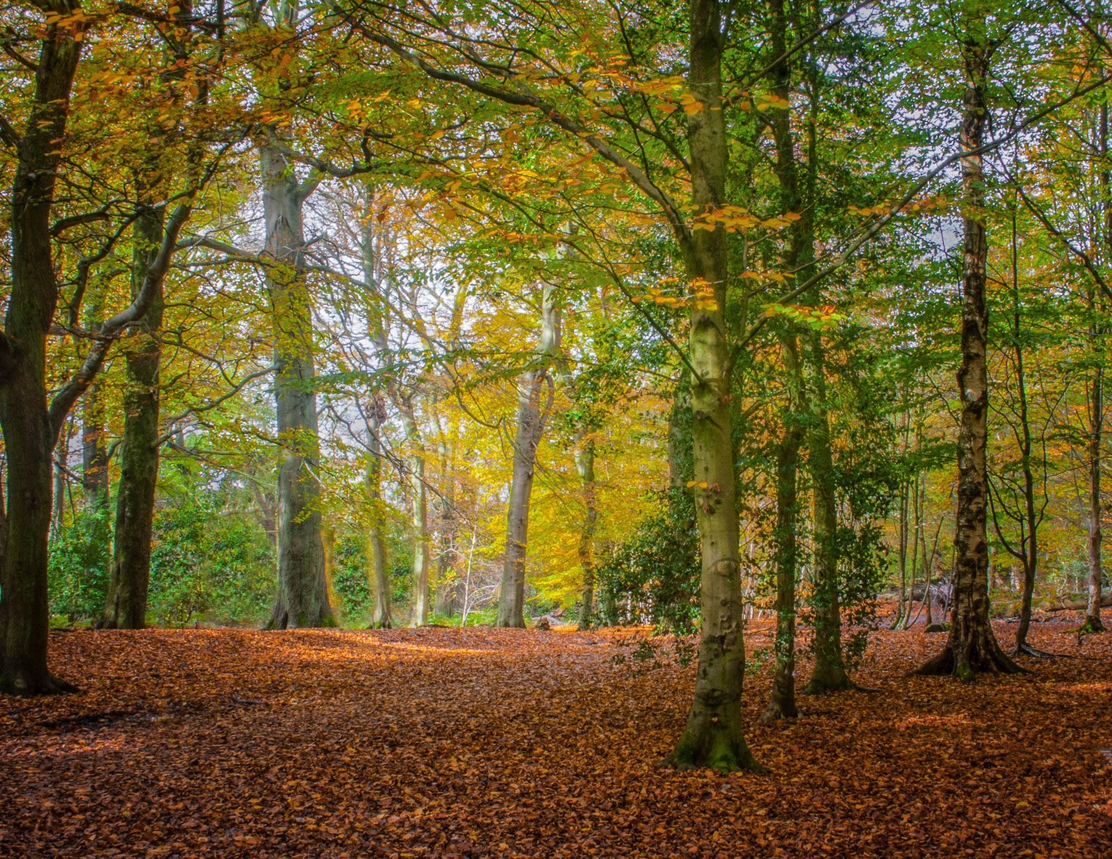 Woodland in Autumn
