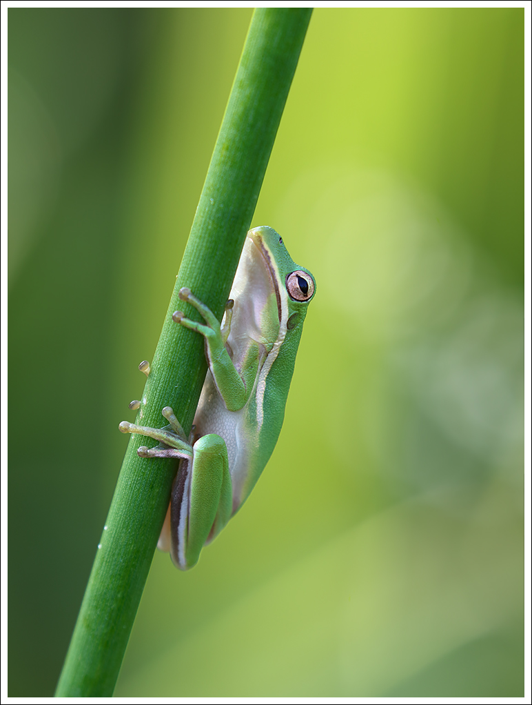 One more Tree Frog