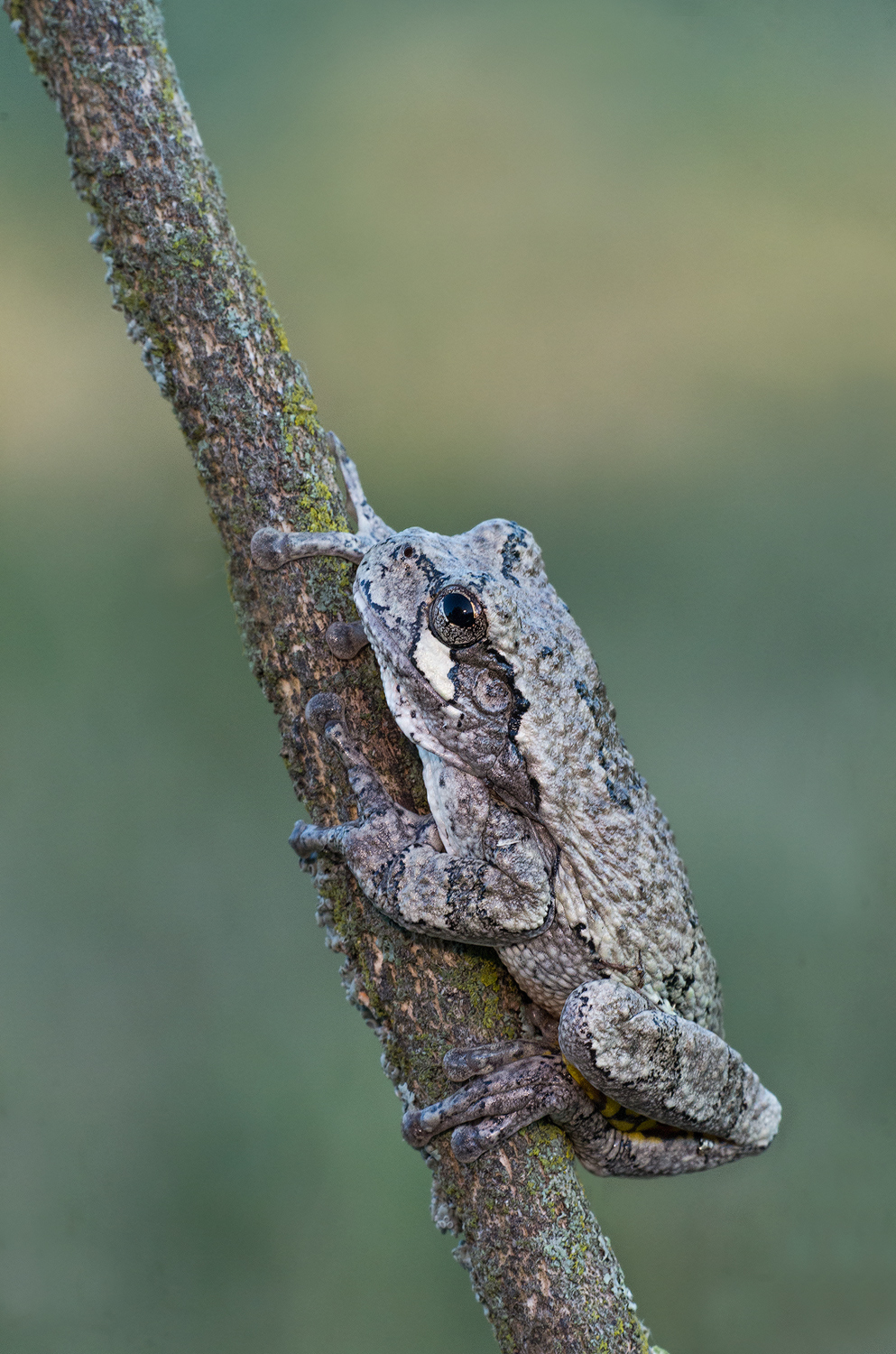 Gray Tree frog #2