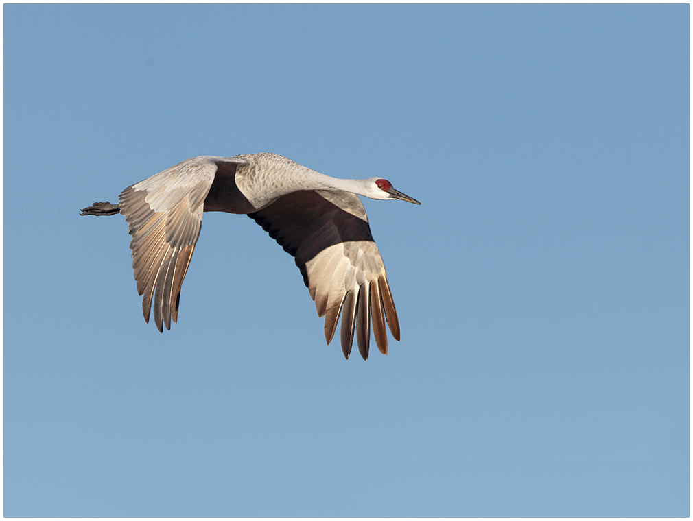 Sandhill Flight #1