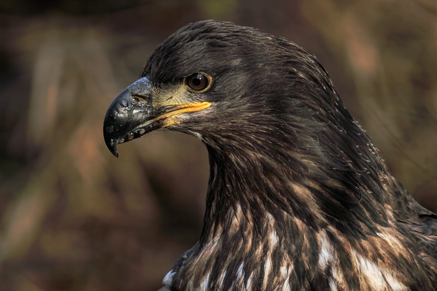 Juvenile Portrait