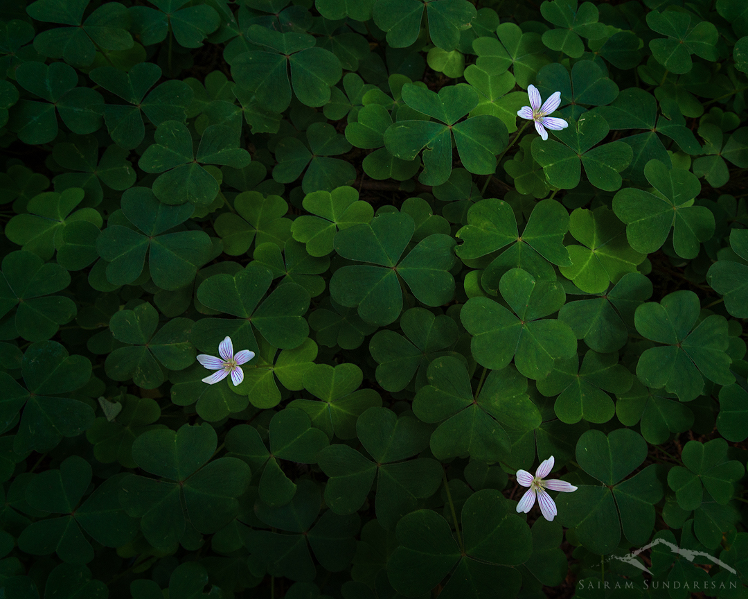Delicate Balance