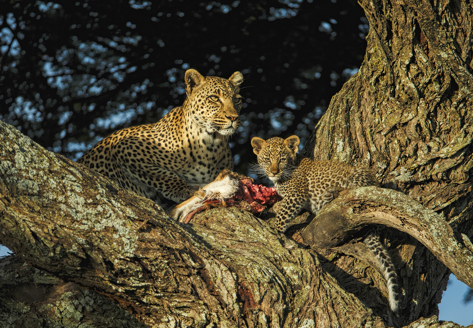 More Leopards