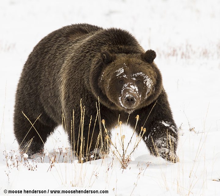 Grizzly in the Sagebrush