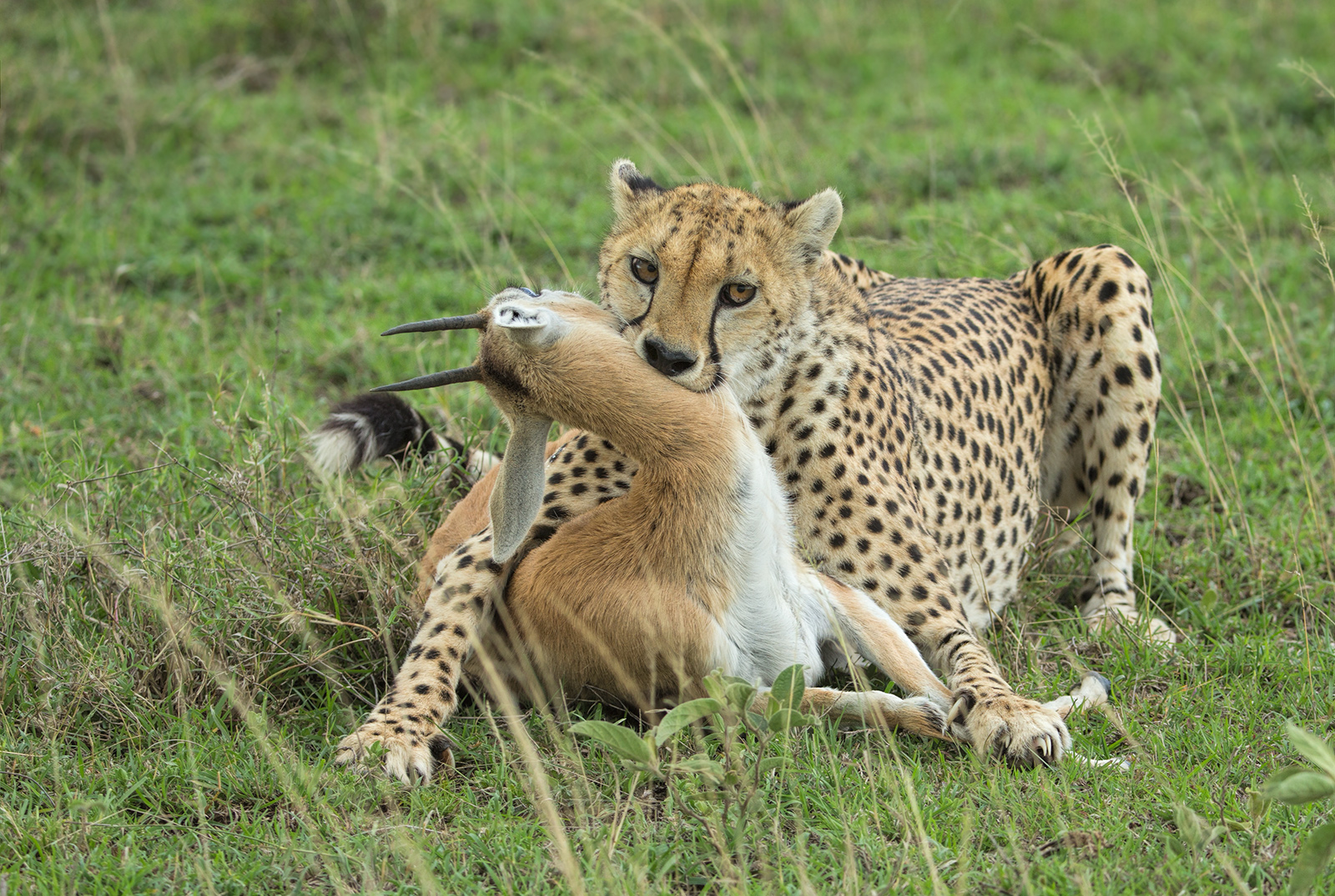 Happy Cheetah