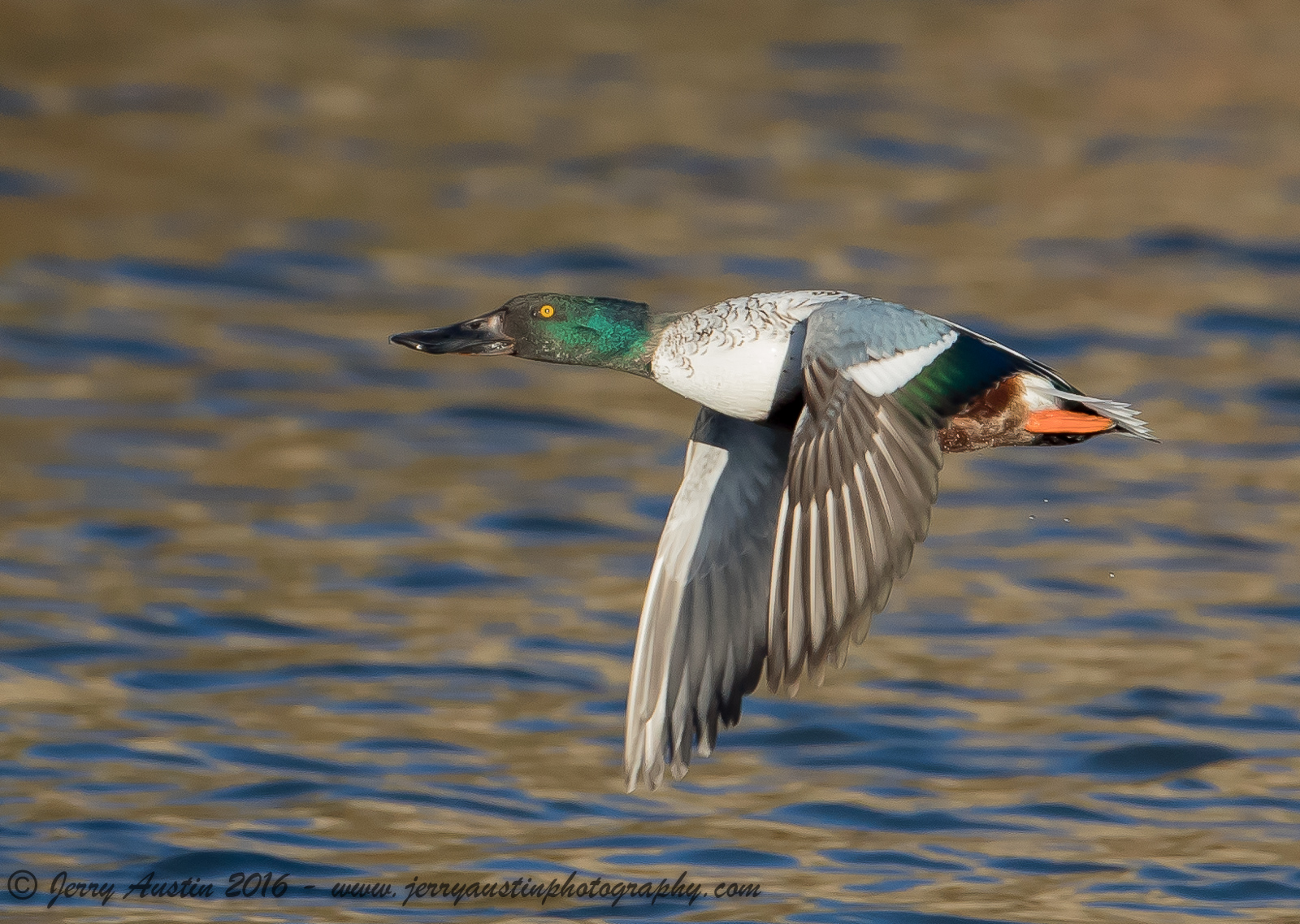Northern Shoveler Drake