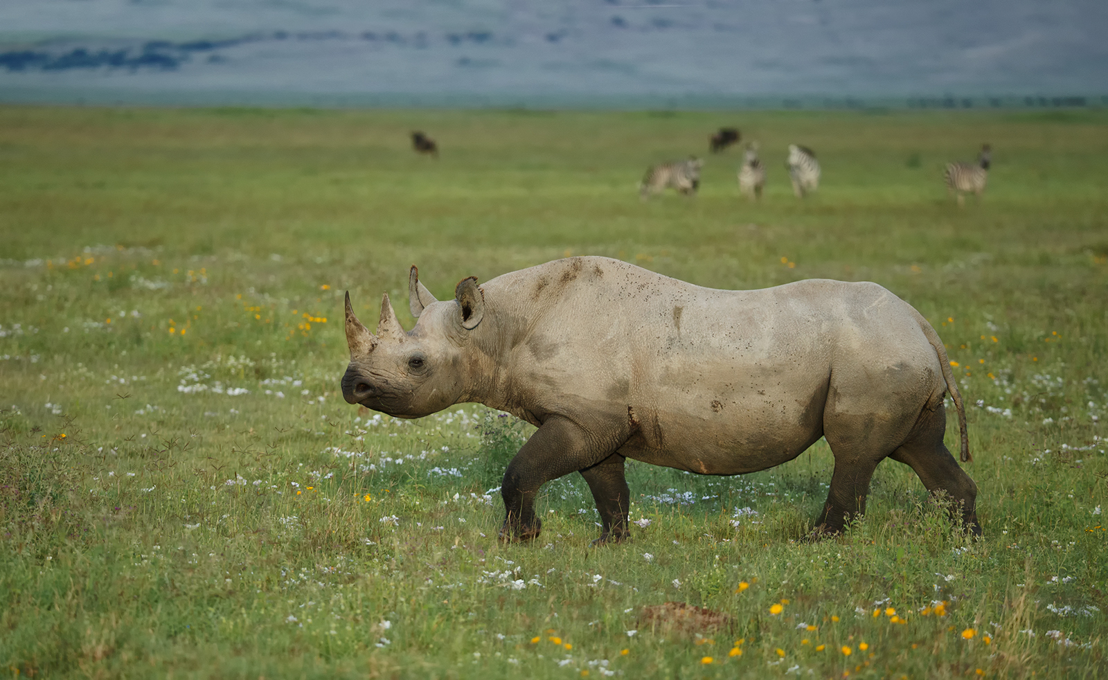 Volcanic Rhino