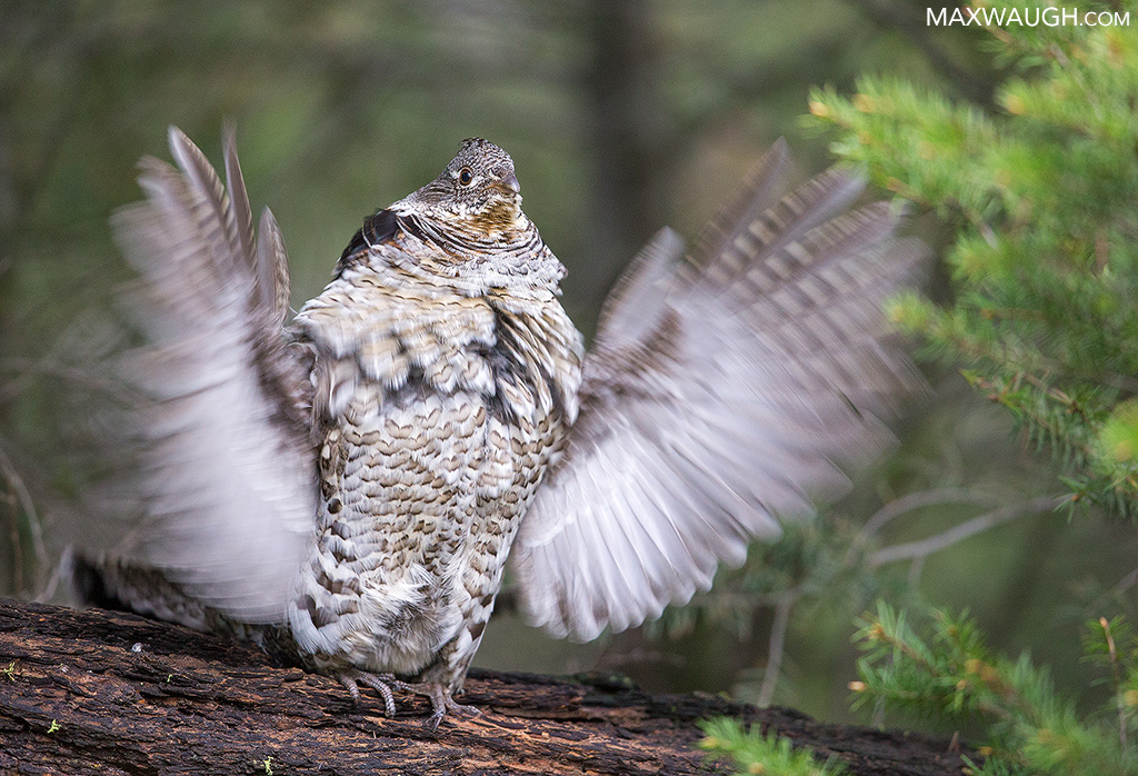 Drumming Grouse