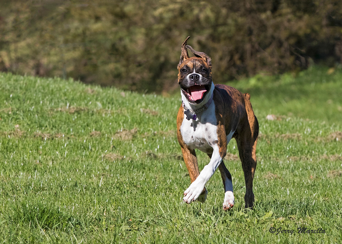 Happy Pup 