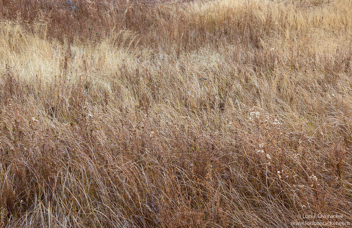 Meadow Melodies +alt