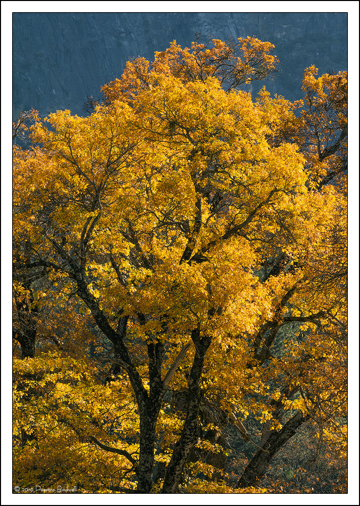 Morning Black Oak