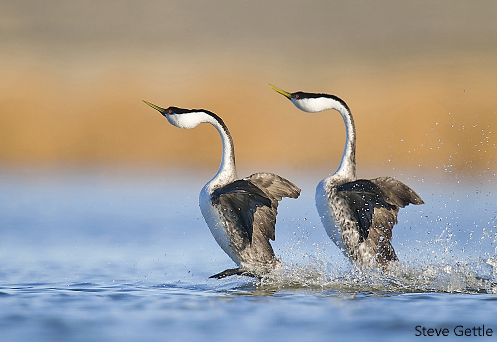 Western Grebes Courtship