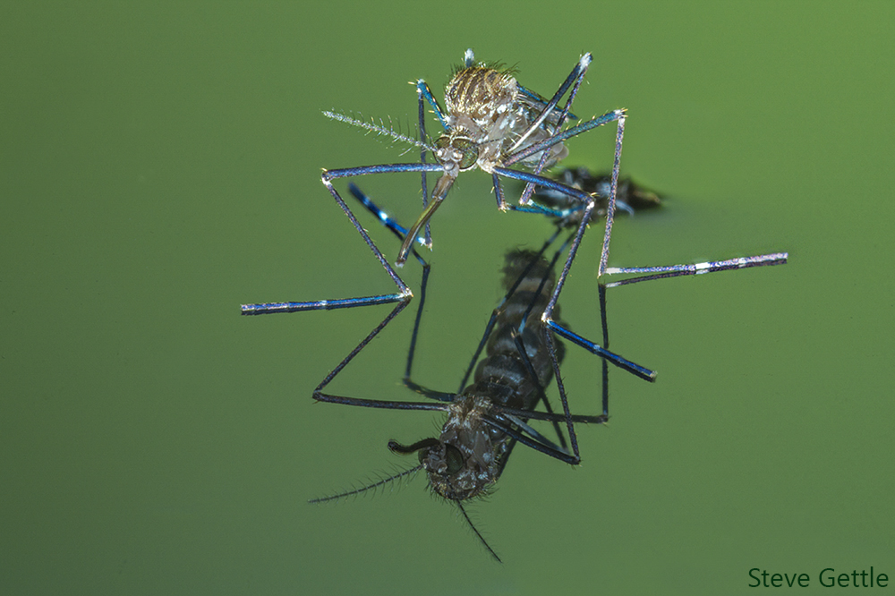 Mosquito Hatching 