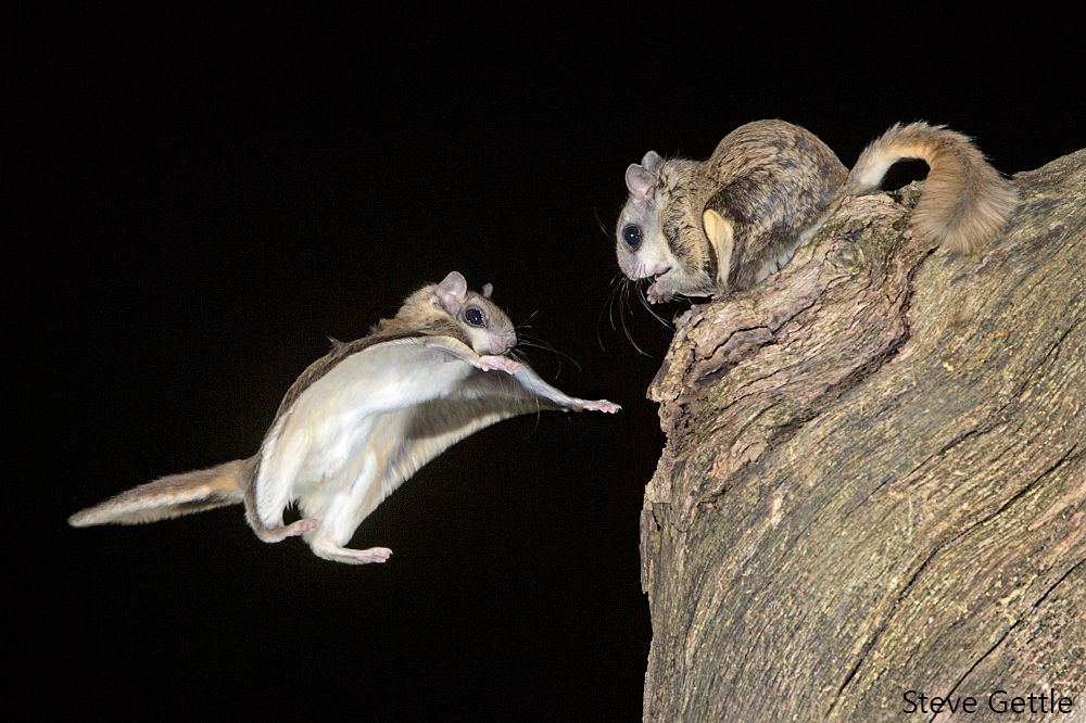 Flying Squirrels