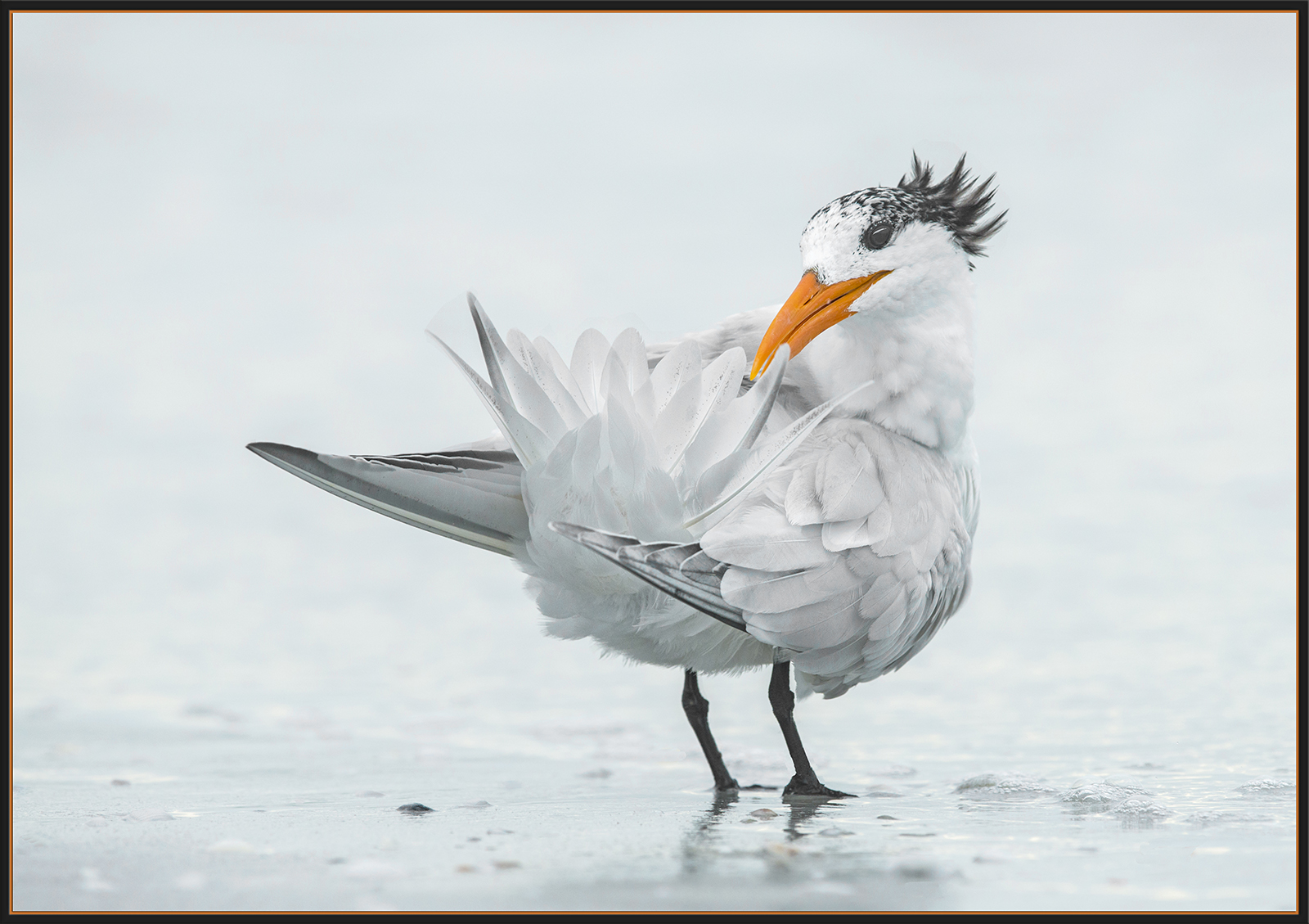 Preening