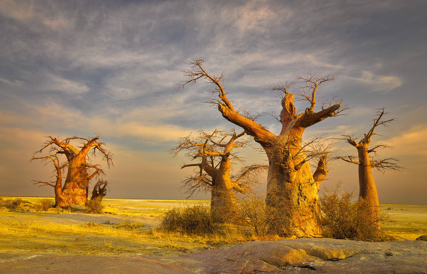 Boabab trees 