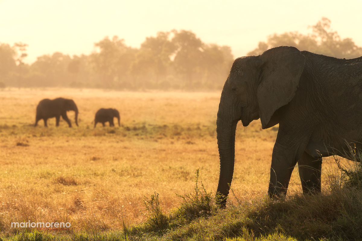 Musiara Elephants