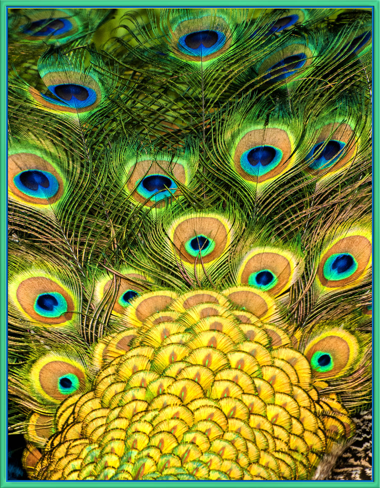 Peacock