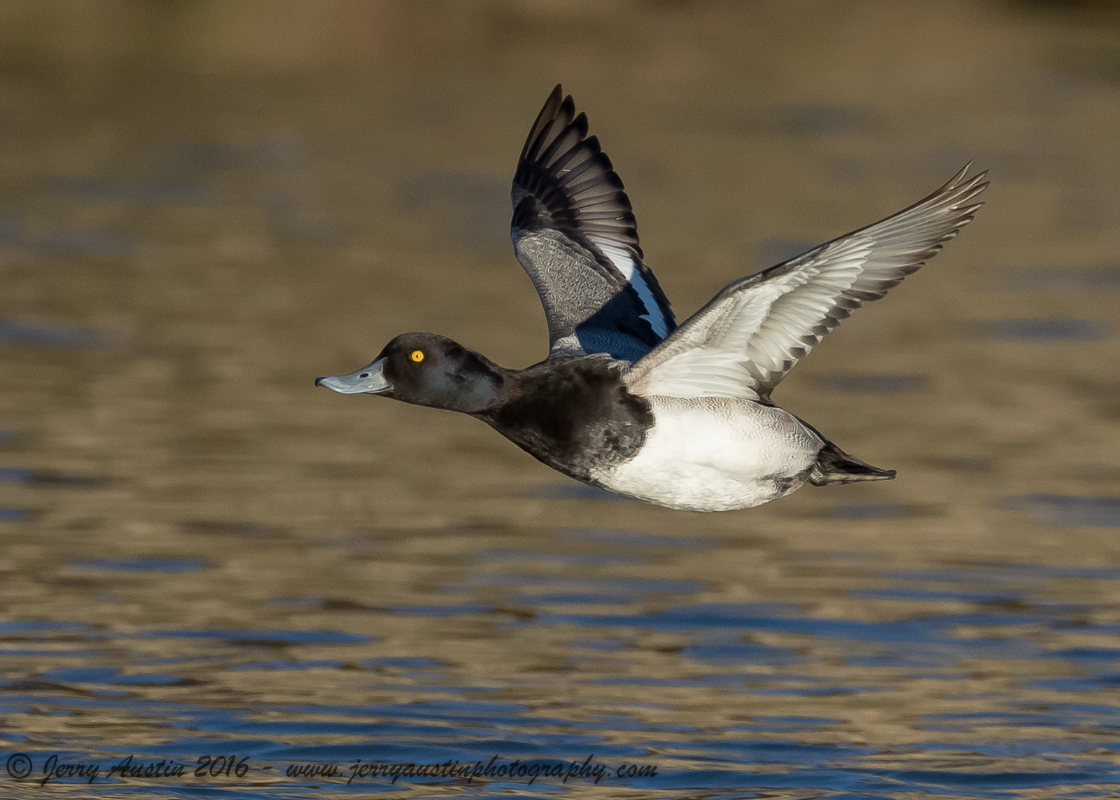 Lesser Scaup Drake