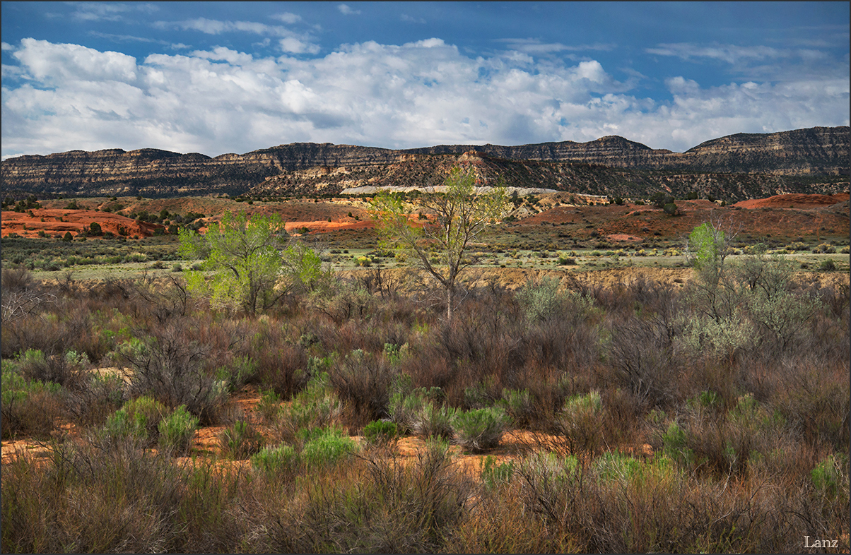 Escalante Spring