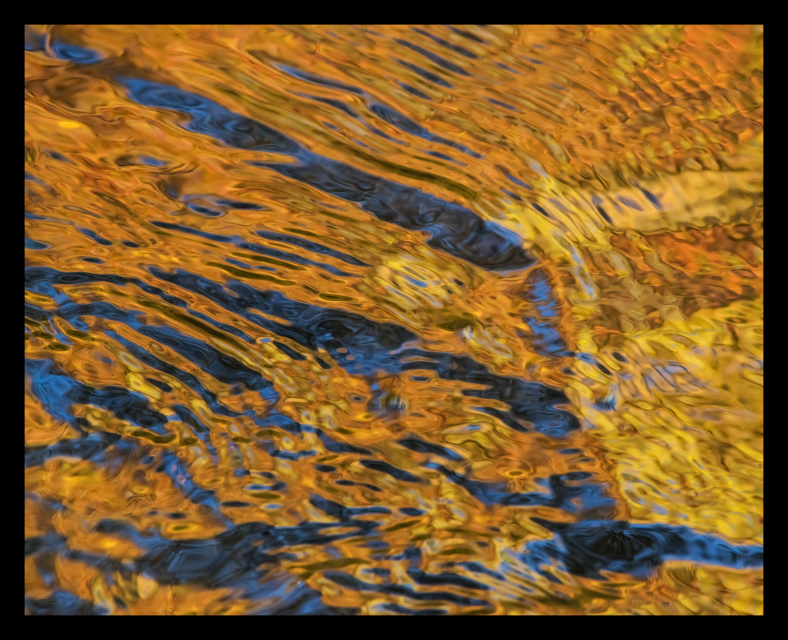 River Tiger