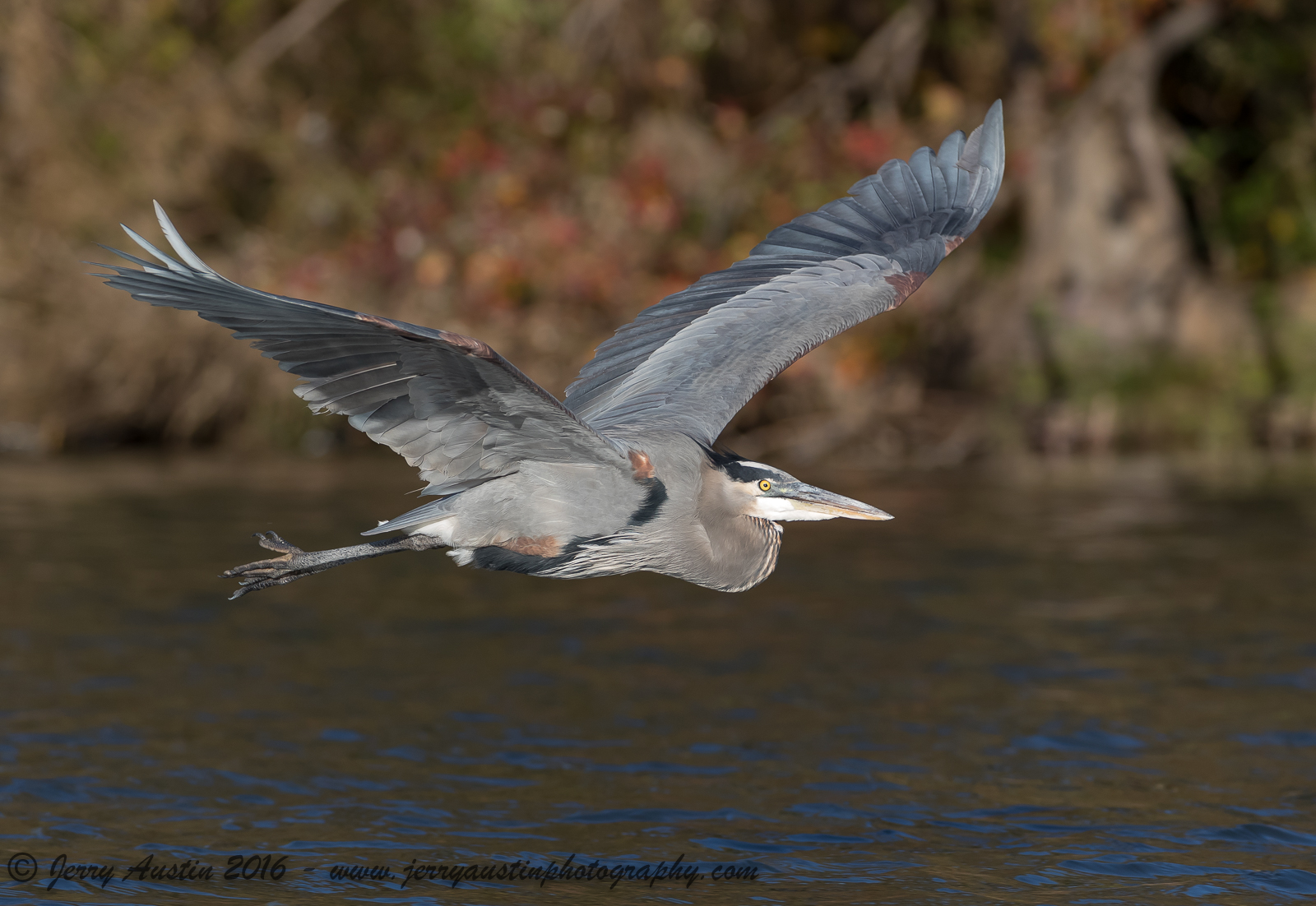 Texas Great Blue Heron
