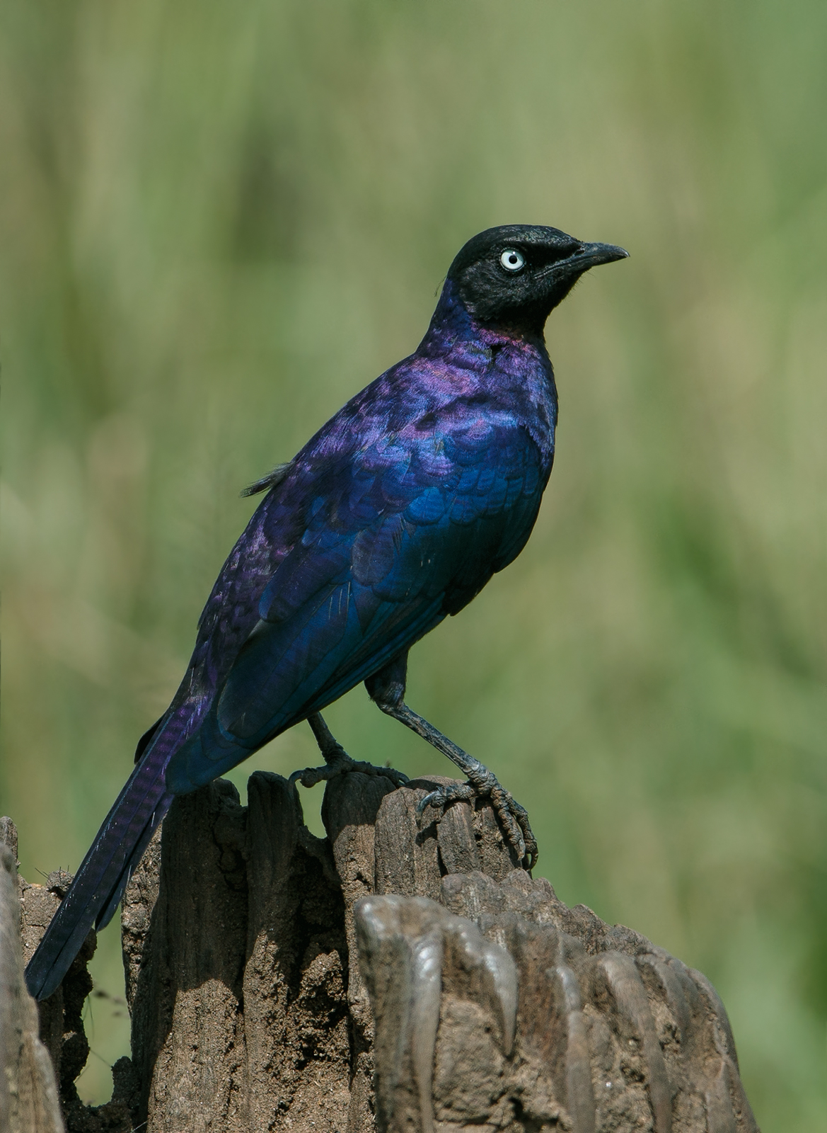 Ruppell's Starling