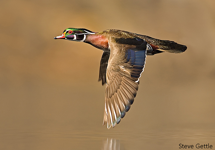 Flight of Fancy