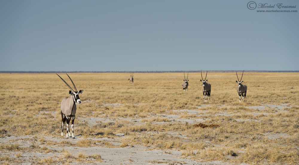 Gemsbok Lineup