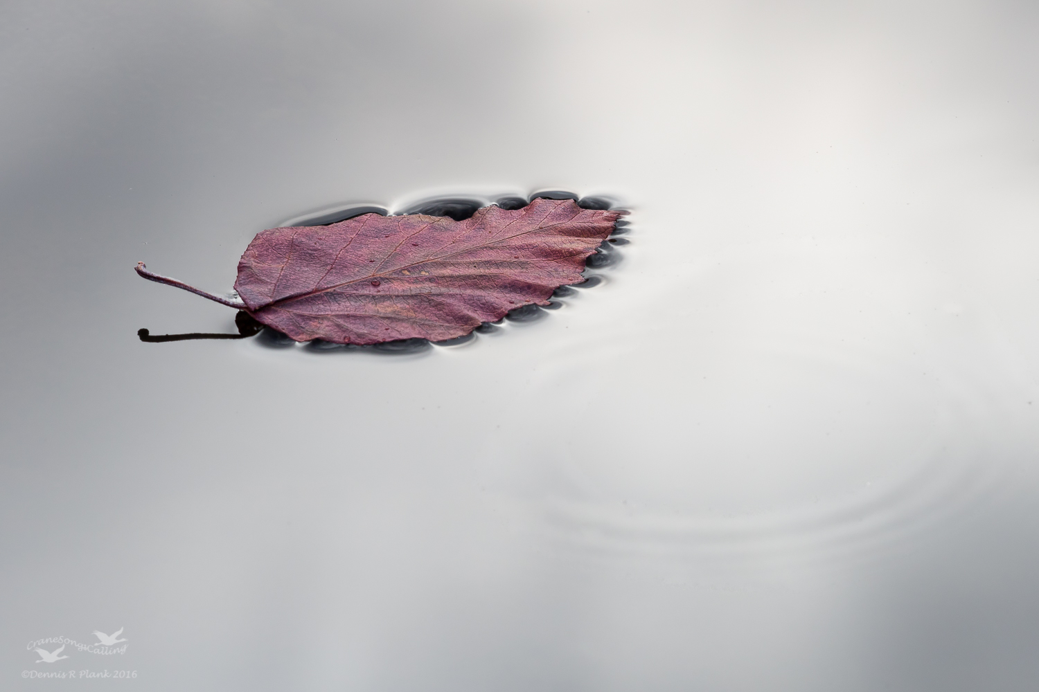 Zen & Repost