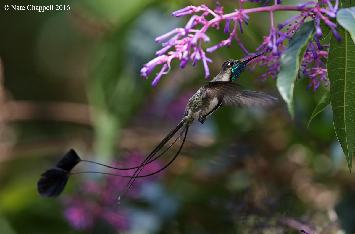 Marvelous Spatuletail 