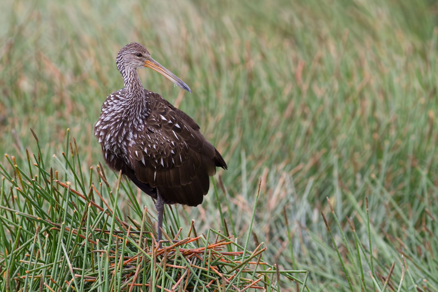 Limpkin