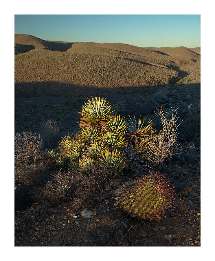 Desert Yuccas